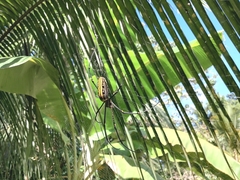 Nephila pilipes