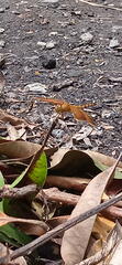 Neurothemis terminata