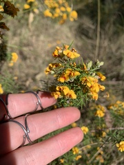 Dillwynia sieberi