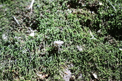 Metaphidippus siticulosus