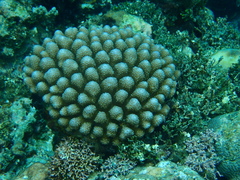 Acropora monticulosa