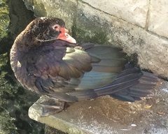 Cairina moschata domestica