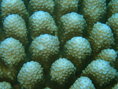Acropora monticulosa