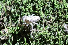 Metaphidippus siticulosus