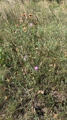 Centaurea stoebe