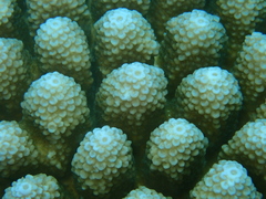 Acropora monticulosa