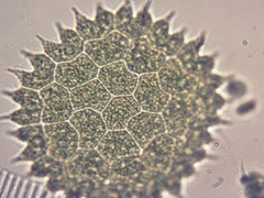 Pseudopediastrum boryanum