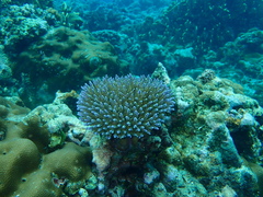 Acropora valida