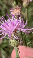 Centaurea stoebe