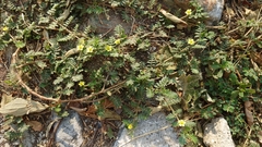 Tribulus terrestris