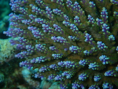 Acropora valida