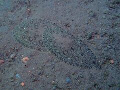 Pardachirus pavoninus