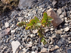 Veronica decumbens