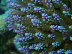 Acropora valida