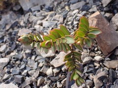 Veronica decumbens