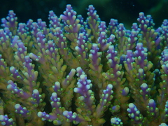 Acropora valida