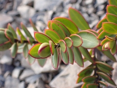 Veronica decumbens