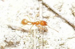 Aphaenogaster pythia