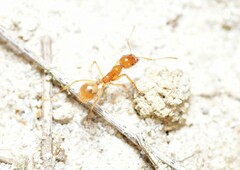 Aphaenogaster pythia