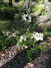 Hakea lissocarpha