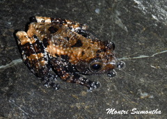 Theloderma phrynoderma