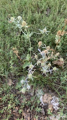 Eryngium planum