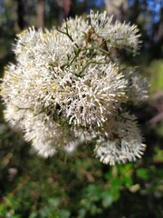 Hakea lissocarpha