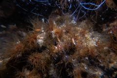 Dodecaceria fewkesi
