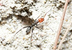 Iridomyrmex rubriceps