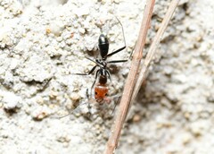 Iridomyrmex rubriceps