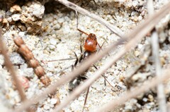 Iridomyrmex rubriceps