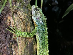 Enyalioides