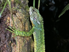 Enyalioides