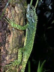Enyalioides