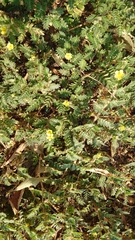 Tribulus terrestris