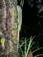 Enyalioides