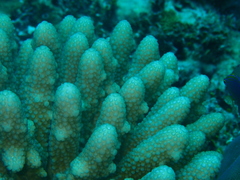 Acropora globiceps