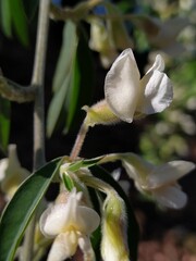 Chamaecytisus prolifer