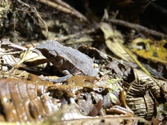 Rhinella festae