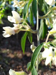 Chamaecytisus prolifer