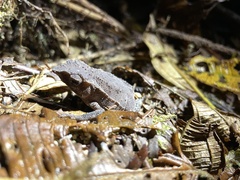 Rhinella festae