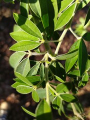 Chamaecytisus prolifer