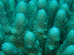 Acropora globiceps