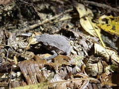Rhinella festae