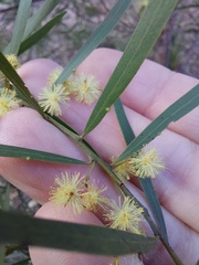 Acacia prominens
