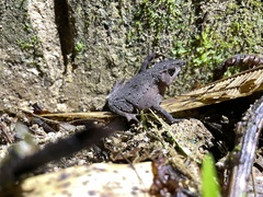 Rhinella festae