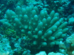 Acropora globiceps