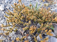 Pimelea traversii traversii