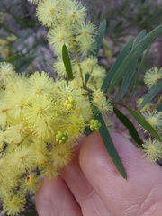 Acacia prominens