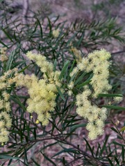 Acacia prominens